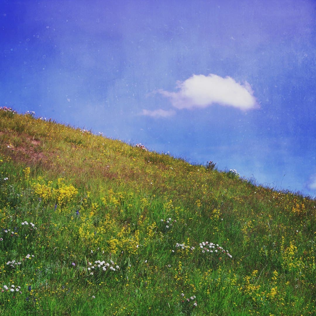 Lush green hillside with wildflowers under a blue sky